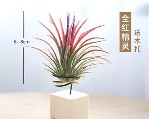 Cultivation Techniques for Potted Plants and Bonsai (From Planting Methods to Precautions, Creating Professional-Grade Potted Plants and Bonsai) 2