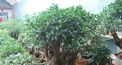 Cultivation Techniques for Potted Plants and Bonsai (From Planting Methods to Precautions, Creating Professional-Grade Potted Plants and Bonsai) 3