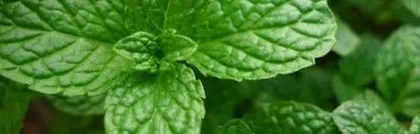 How to care for lemon mint in a pot that is overflowing? (Creating a fresh and fragrant little garden)