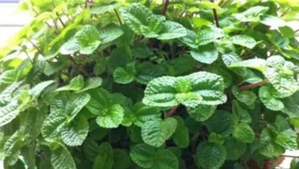 How to care for lemon mint in a pot? (Creating a fresh and fragrant small garden) 2