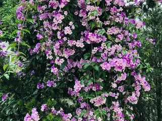 Care Guide for Cold-Hardy Climbing Flowers (The Secret to a Garden Blooming All Seasons)