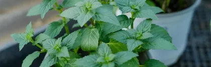 How to care for lemon mint in a pot? (Creating a fresh and fragrant small garden) 3