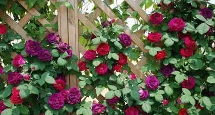 Care Guide for Hardy Climbing Flowers (Secrets to a Garden that Blooms Year-Round) 2