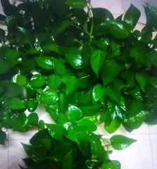 Green Pothos Care Essentials (How Much Do You Know About Watering Plants with Urea Solution?)
