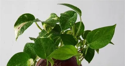 Essential Care for Epipremnum Aureum (Urea Water for Plants, How Much Do You Know?) 2