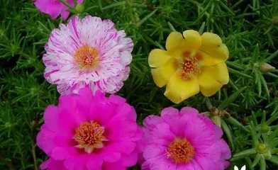 Tips for Selecting and Caring for Heat-Tolerant Flowers (Choosing Flowers Suitable for Scorching Summer to Create a Cool Garden)