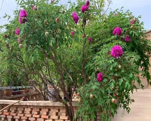 Can peony cuttings survive after being planted? (Teach you the correct cutting and care methods)