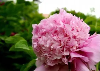 Can peony cuttings survive? (Teaching you proper cutting and maintenance methods) 2