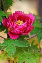 Can peony cuttings survive? (Teaching you proper cutting and maintenance methods) 3