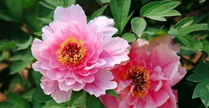 Peony Flowering Time and Precautions (Understand the blooming patterns of peonies, master care techniques)