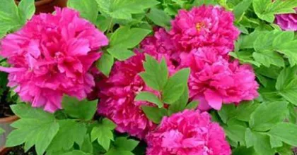 Peony Blooming Time and Precautions (Understanding Peony Blooming Patterns, Mastering Care Techniques) 3