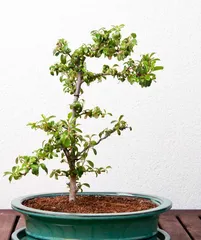 Ligustrum Bonsai Care Guide (Create a Green Ecological Landscape, Master These Skills Easily) 2