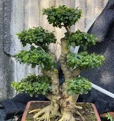 Ligustrum Bonsai Care Guide (Create a Green Ecological Landscape, Master These Skills Easily) 3
