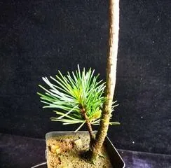 The Planting and Maintenance of Nozaki Five-Needle Pine (Creating a Lush and Green Garden Landscape)