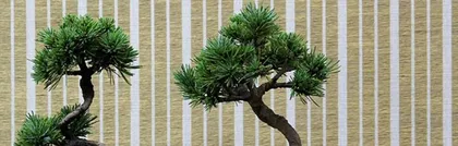 Planting and Maintenance of Japanese White Pine (Creating a Lush Green Landscape) 3