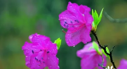 Explore Nepal's National Flower (Learn about Nepal's National Flower - Rhododendron)