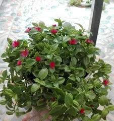 The toxicity of String of Hearts and its suitable growing environment (Understanding the toxicity of String of Hearts, indoor care tips)