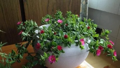 Toxicity and Suitable Growing Environment of Kalanchoe (Understanding Kalanchoe Toxicity, Indoor Care Tips) 2