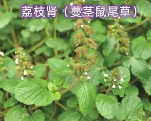 The Health Value and Edible Methods of Rosea Rosae (Discovering a New Source of Health, the Nutrition and Efficacy of Rosea Rosae)