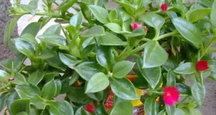 Toxicity and Suitable Growing Environment of Kalanchoe (Understanding Kalanchoe Toxicity, Indoor Care Tips) 3