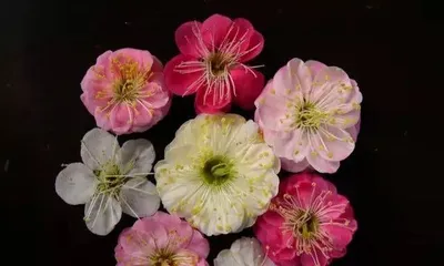 Growing plum blossoms at home makes life more beautiful (Let's take a look together from planting to appreciation)