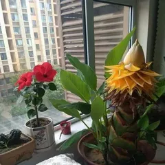 Can egg liquid not only be eaten but also used to water flowers? (Exploring the magical effects of egg liquid on watering flowers and improving plant care skills)