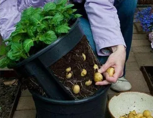 Egg liquid can not only be eaten, but also water flowers? (Explore the magical effects of watering flowers with egg liquid and improve flower care skills) 2