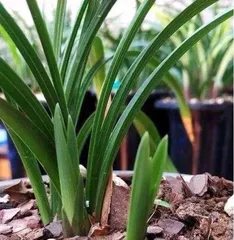 Family care (Comprehensively master care techniques to make the Chrysanthemum bloom all year round)