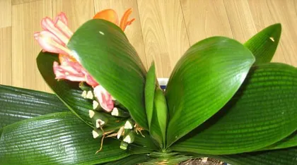 Egg liquid can not only be eaten, but also water flowers? (Explore the magical effects of watering flowers with egg liquid and improve flower care skills) 3