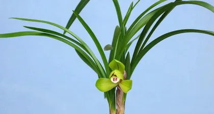 Home Care Methods (Master All Maintenance Tips to Keep Milan Flowers Blooming Year-Round) 2