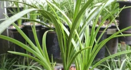 Home Care Methods (Master All Maintenance Tips to Keep Milan Flowers Blooming Year-Round) 3