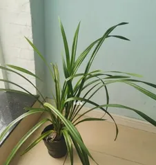 Orchid Care and Beautification (Creating Elegant and Noble Indoor Green Plants) 2