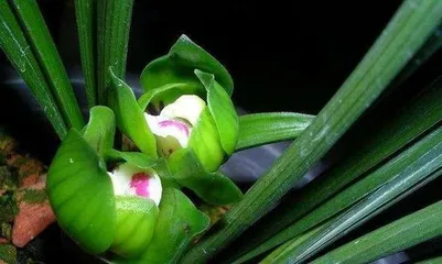 Orchid Care and Beautification (Creating Elegant and Noble Indoor Green Plants) 3