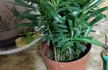 Can Japanese black pine be grown at home? (Growing and caring for Japanese black pine)