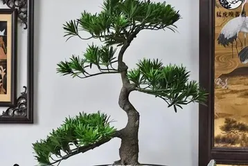 Can you grow Podocarpus at home? (Planting and Maintenance of Podocarpus) 2