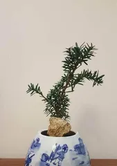 Can you grow Podocarpus at home? (Planting and Maintenance of Podocarpus) 3