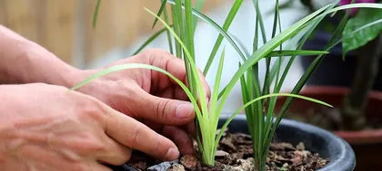 How to care for orchids?