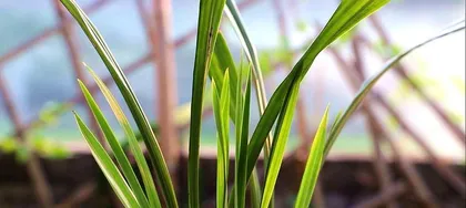 How to Care for Black Orchids? 2