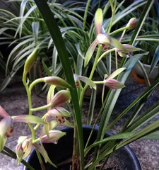 How to Care for Black Orchids? 3