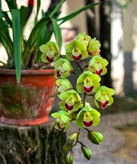 Winter Care Tips for Magnolias (How to Protect Magnolias and Get Them Through the Cold Winter Safely)