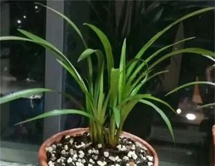 Winter Care Tips for Magnolias (How to Protect Magnolias Through Cold Winter) 2