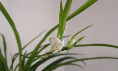 Winter Care Tips for Magnolias (How to Protect Magnolias Through Cold Winter) 3