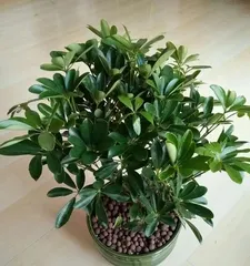 Ficus lyrata, an excellent green plant similar to Schefflera arboricola (in appearance, growing environment, and care methods)