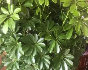 Ficus palmata, an excellent green plant similar to Schefflera arboricola (appearance, growing environment, care methods) 2