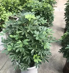 Ficus palmata, an excellent green plant similar to Schefflera arboricola (appearance, growing environment, care methods) 3