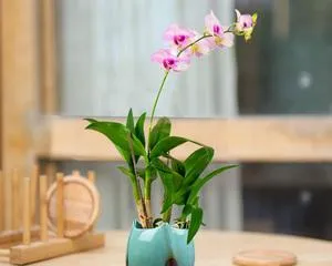 The Choice of Pots and Care for Orchids in Pots (Keeping Your Orchids Vibrant and Beautifully Blooming)
