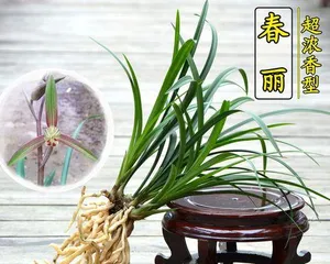 Orchid Pot Selection and Care (Make Your Orchids Thrive and Bloom Beautifully) 2