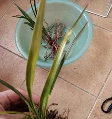 Orchid Pot Selection and Care (Make Your Orchids Thrive and Bloom Beautifully) 3