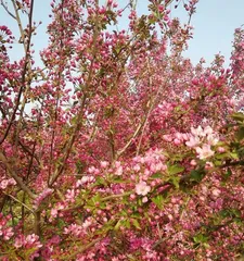 Growing Pagoda Dogwoods at Home: What You Need to Know (Notes and Care Tips for Indoor Pagoda Dogwood Cultivation)