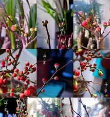 Everything you need to know about growing begonias at home (Precautions and maintenance tips for growing begonias at home) 2